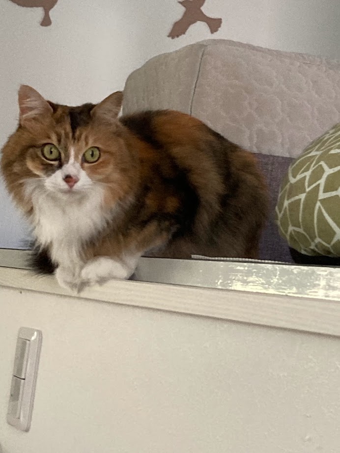 キリちゃん🐈　天真爛漫で人見知りしない。すぐに遊んでくれる。